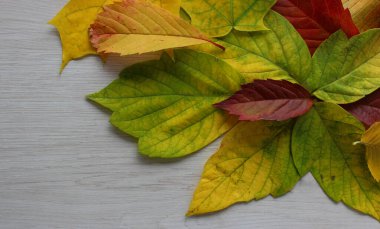 Yellowing and red ivy and aspen leaves on a textured light wood plank copy space stock photo 