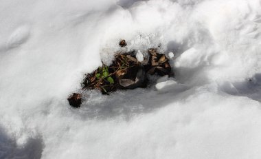Erimiş zeminde karla çevrili küçük yeşil bir filiz kırılır.