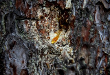 Bir çam ağacı kabuğu sağlam kehribar reçinenin teslimi yakın çekim