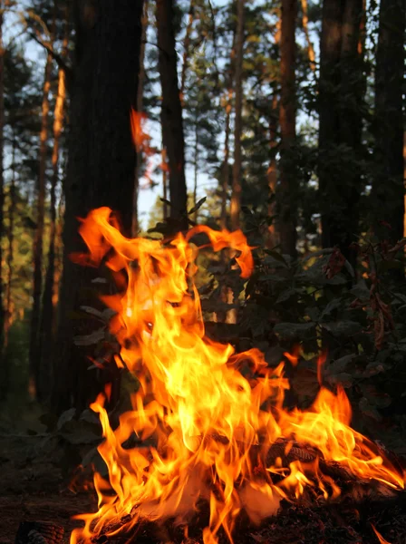 Риск пожара в лесу — стоковое фото