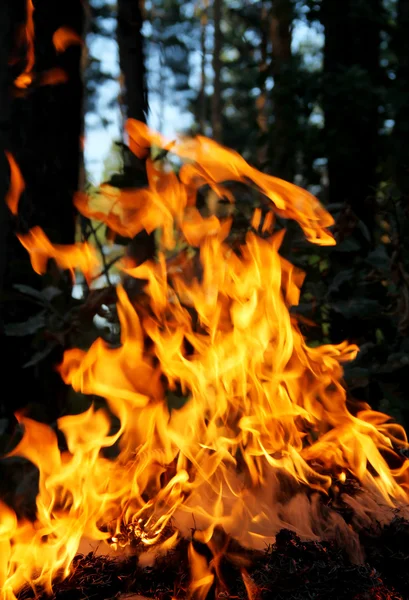 Riesgo de incendio en el bosque —  Fotos de Stock