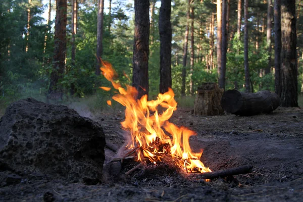 Bunfire in forest after picnic party — Stock Photo, Image
