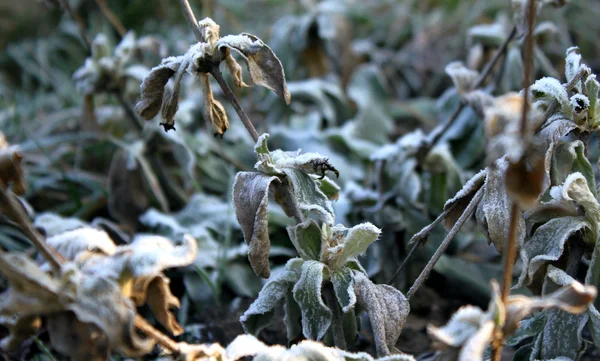 Zima się zbliża. Szron na Zdjęcia makro zielonych liści — Zdjęcie stockowe