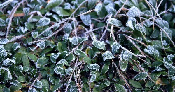 Au bord des saisons. Première neige sur les feuilles vertes gros plan — Photo