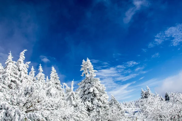 Winterlandschaft Mit Bäumen Blauem Himmel Und Weißem Schnee — Stockfoto