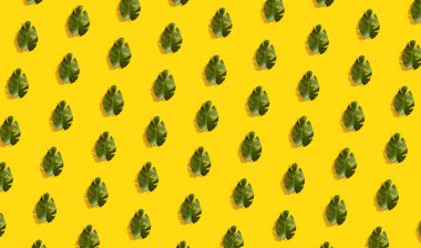 Tavşan kulağı gibi taze yeşil yapraklar ve sarı arka planda pembe kirpikleri var. en düşük düzlük