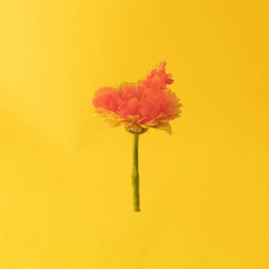 Soyut kırmızı sıvı boya ve güneşli yaz aylarında parlak sarı arka planda taze sarı gerber. Fotokopi alanı ile akışkan yaratıcı kompozisyon. Asgari doğal lüks soyut sanat