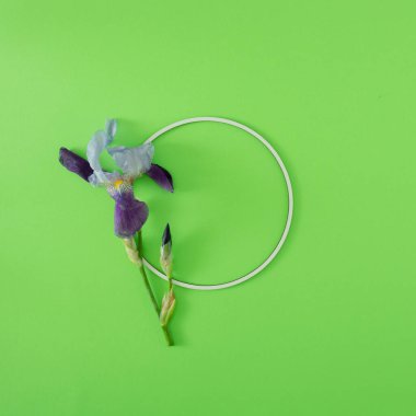 Taze mor iris çiçekleri ve parlak yeşil arka planda kopyalama alanı olan beyaz çerçeve. Minimum lüks yaz sanatı. en düşük düzlük.