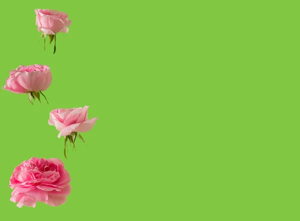 Rosas Rosadas Frescas Sobre Fondo Verde Pastel Arte Abstracto Decoración —  Fotos de Stock