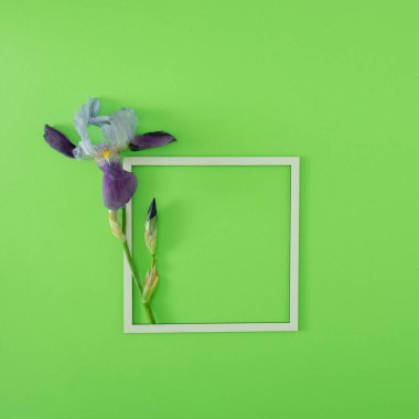 Taze mor iris çiçekleri ve parlak yeşil arka planda kopyalama alanı olan beyaz çerçeve. Minimum lüks yaz sanatı. en düşük düzlük.