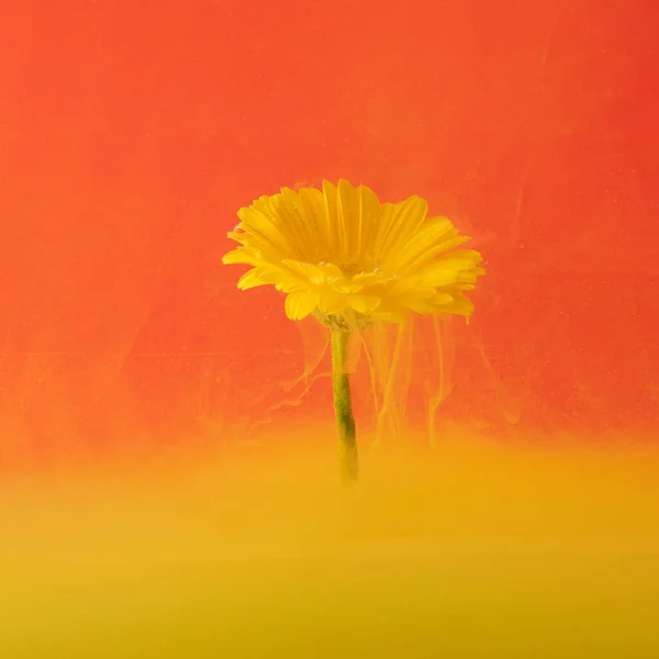 abstract bright illuminating yellow  fluid paint with fresh yellow flower on bright red background. fluid creative concept composition with copy space. minimal natural luxury abstract art