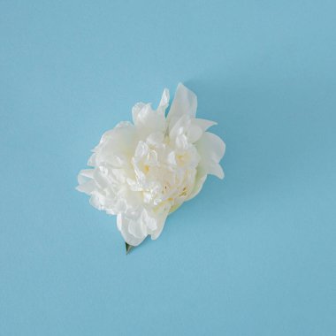 Pastel mavi arka planda beyaz taze gül. Minimum düzlük. moder minimal arkaplan.