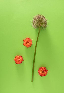 Taze soğan çiçeği ve parlak yeşil arka planda taze turuncu güller. Minimum düzlük. yaratıcı arkaplan