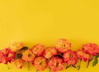 Taze turuncu ve sarı renkli güller yaz sarısı arka planda. Soyut sanat. kopyalama alanı ile yaratıcı dekorasyon küçük arkaplan fikri