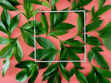 Tropik şakayık taze yeşil yapraklar ve pembe pastel arka planda çerçeve. Yaz bahçıvanlığı. Kopyalama alanı olan soyut sanat