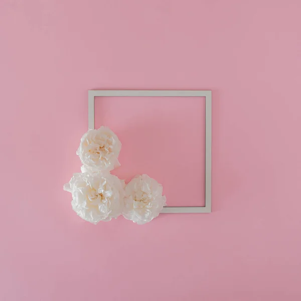 fresh white roses and square frame with copy space on the pink background. creative summer background. minimal flat lay.