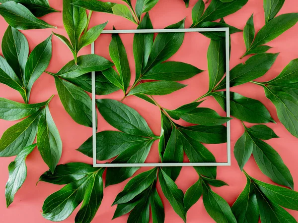 Tropik şakayık taze yeşil yapraklar ve pembe pastel arka planda çerçeve. Yaz bahçıvanlığı. Kopyalama alanı olan soyut sanat