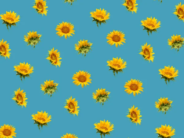 Minimalne Tło Kompozycji Świeżych Żółtych Słoneczników Pogrubionym Niebieskim Letnia Koncepcja — Zdjęcie stockowe