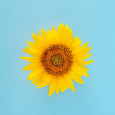 Güneşli mavi arka planda taze sarı, modern ayçiçeği. Modern yaz bahçıvanlığı tropikal orman düzlüğü