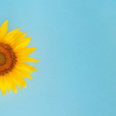 Güneşli mavi arka planda taze sarı, modern ayçiçeği. Modern yaz bahçıvanlığı Tropikal orman düz fotokopi alanı ile yatıyordu