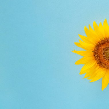 Güneşli mavi arka planda taze sarı, modern ayçiçeği. Modern yaz bahçıvanlığı Tropikal orman düz fotokopi alanı ile yatıyordu