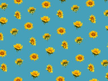 Kalın mavi üzerine taze sarı ayçiçeklerinin minimum bileşim yapısı. Yaz bahçıvanlığı konsepti. İzometrik görünüm.