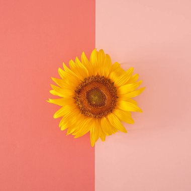 Kalın ve pastel pembe arka planda taze sarı, modern ayçiçeği. Modern yaz bahçıvanlığı tropikal orman düzlüğü sanal günümüzdü.