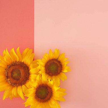 Kalın ve pastel pembe arka planda taze sarı, modern ayçiçeği. Modern yaz bahçıvanlığı Tropikal orman düz fotokopi alanı ile yatıyordu