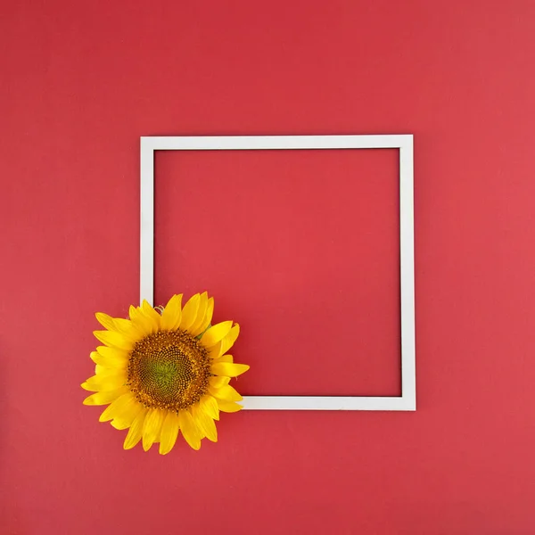 fresh yellow sunflower and white frame on the bold red background. abstract art. virtual jungle with copy space