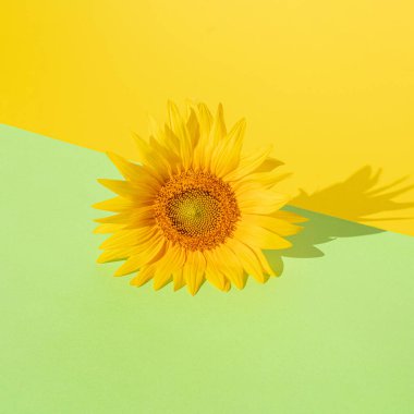 Açık yeşil, sarı arka plan ve gölgeye karşı parlak sarı ayçiçeği. Modern soyut sanat. asgari yaratıcı dekorasyon fikri