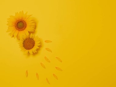 Sarı arka planda fotokopi alanı olan sarı çiçekler. minimalizm