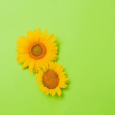 Açık yeşil arka planda fotokopi alanı olan sarı çiçekler. minimalizm