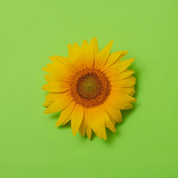 sunflower against light green background. minimalism