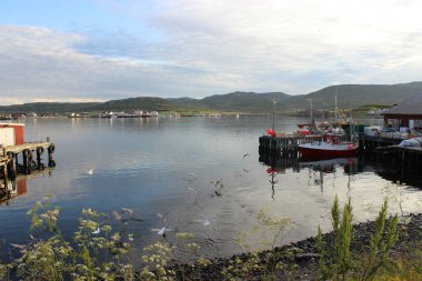 Hornoya, Norveç 'teki doğal habitatlarında vahşi martı kuşu