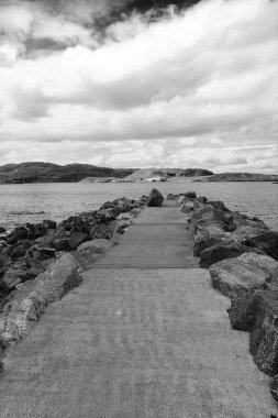 Hornoya, Norveç 'teki doğal habitatlarında vahşi martı kuşu