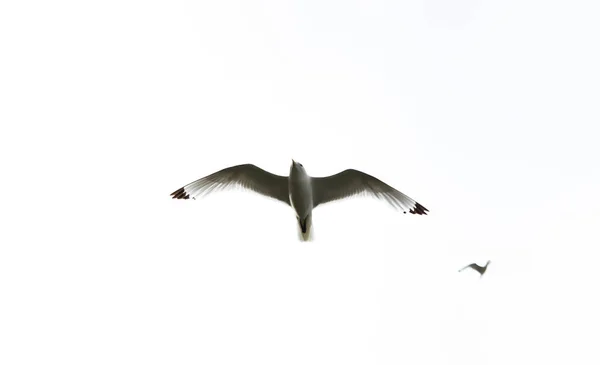 Pássaro Papagaio Selvagem Seu Habitat Natural Hornoya Noruega — Fotografia de Stock