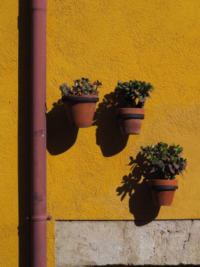 Manzaradaki doğal bitki örtüsü.