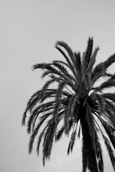흑백으로 자라는 야자나무 — 스톡 사진