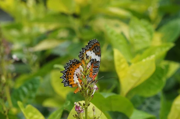 Close Tropical Butterfly — Stock Photo, Image