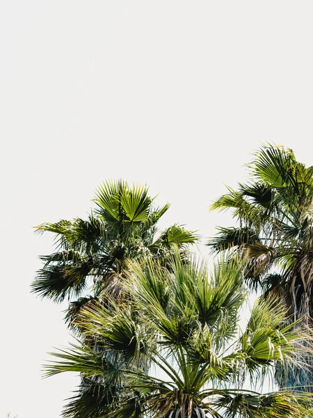 Palm Tree on a Simple Background