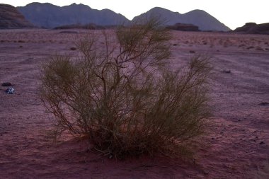 Jordan Wadi rom çölünün gün doğumu ve bitkileri