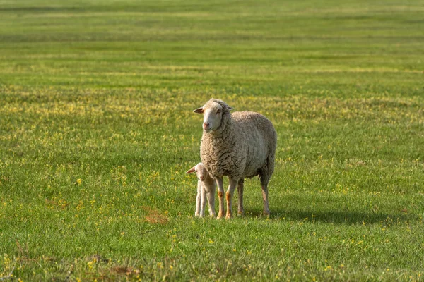 春天里草原上的羊和新生的羊羔 — 图库照片