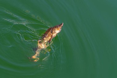 Mersin balıklarının nesli tükenmek üzere. Değerli et ve daha değerli siyah havyar yüzünden. Nüfusu eski haline getirmek için aktif çalışmalar sürüyor