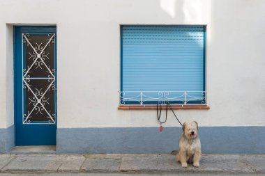 Bir köpek, Avrupa 'nın bir şehrinin caddesinde sahibini bekliyor. Mavi pencereli ve kapılı beyaz bir duvarın yanında.