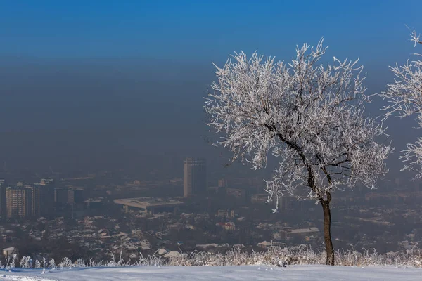 Almaty, Kazakistan 'da gökyüzünü sis kaplıyor. Kışın meydana gelen çevresel felaketin sonucu olarak şehir sakinleri zehirli hava solumak zorunda kalıyor ve haftalarca gökyüzünü göremiyorlar..