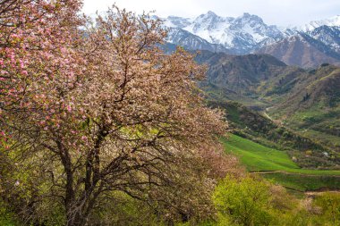 Kazak şehri Almaty yakınlarındaki dağlarda çiçek açan elma ağaçları. Modern bilim adamları dünyadaki tüm elma ağaçlarının Kazakistan 'daki yabani elma ağaçlarından geldiğine inanıyorlar.