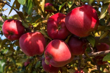Sıcak bir sonbahar gününde, bahçede bir elma dalında olgun kırmızı elmalar..