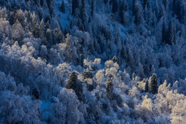 Kazak şehri Almaty 'nin yakınlarındaki dağların tepelerinde kış ormanı.