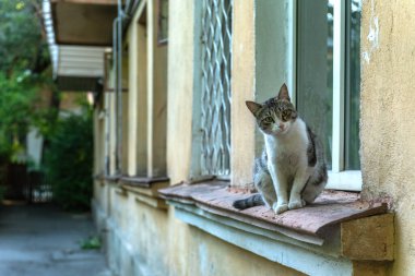 Sevimli kedi eski bir evin pencere eşiğinde oturuyor.