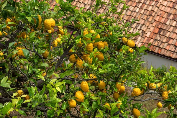 Lemon tree with ripe large lemons against the backdrop of a tiled roof in the Italian resort town of Positano